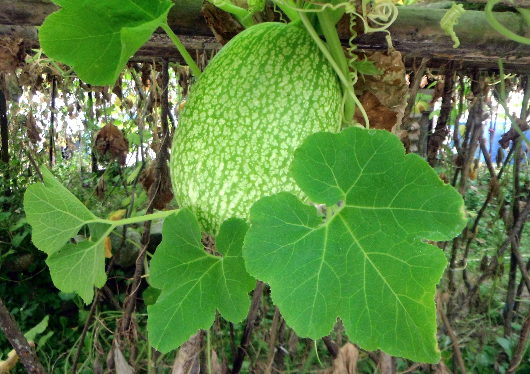 Cucurbita ficifolia